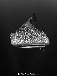 Midnight Marauders

Whale Shark - Rhincodon typus

Sa... by Stefan Follows 